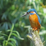IJSVOGEL IJSVOGEL