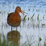 GRUTTO GRUTTO