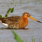 GRUTTO GRUTTO