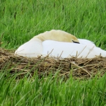 ZWAAN OP NEST ZWAAN OP NEST