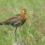 GRUTTO GRUTTO