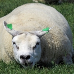 SCHAAP SCHAAP