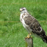 BUIZERD BUIZERD