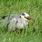 REIGER MET VIS REIGER MET VIS