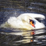 ZWAAN ZWAAN
