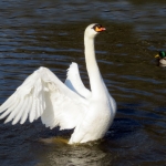 ZWAAN ZWAAN