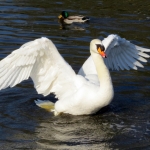 ZWAAN ZWAAN
