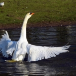 ZWAAN ZWAAN