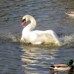 ZWAAN ZWAAN