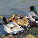 DRIE EENDEN DRIE EENDEN