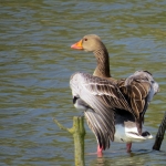 GANS GANS