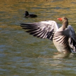 GANS GANS
