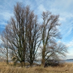 EEMMEER EEMMEER