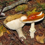 PADDENSTOELEN PADDENSTOELEN