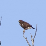 ROOFVOGEL ROOFVOGEL