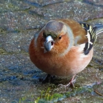 VINK VINK