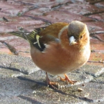 VINK VINK
