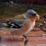 VINK VINK