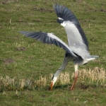 REIGER VANGT MOL REIGER VANGT MOL