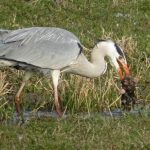 REIGER VANGT MOL REIGER VANGT MOL