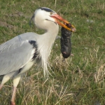 REIGER VANGT MOL REIGER VANGT MOL