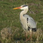 REIGER REIGER