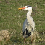REIGER REIGER