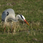 REIGER REIGER