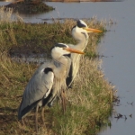 TWEE REIGERS TWEE REIGERS