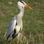 REIGER REIGER