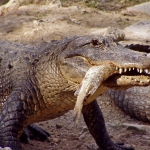 ALLIGATOR ALLIGATOR