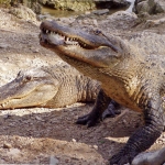 ALLIGATOR ALLIGATOR
