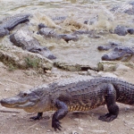 ALLIGATORS ALLIGATORS