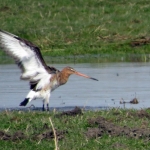 GRUTTO GRUTTO