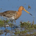 GRUTTO GRUTTO