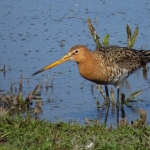 GRUTTO GRUTTO