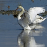 ZWAAN ZWAAN