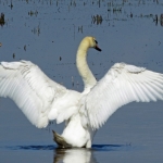 ZWAAN ZWAAN