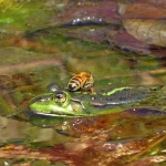 GROENE KIKKER GROENE KIKKER