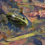 GROENE KIKKER GROENE KIKKER
