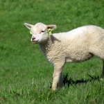 LAMMETJE LAMMETJE
