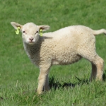 LAMMETJE LAMMETJE