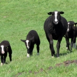 SCHAPEN SCHAPEN