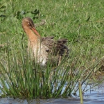 GRUTTO GRUTTO