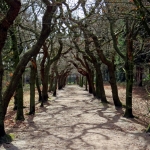 BAARNSE BOS BAARNSE BOS