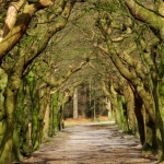 BAARNSE BOS BAARNSE BOS