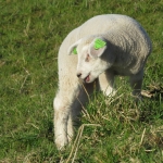 LAMMETJE LAMMETJE