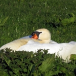 ZWAAN ZWAAN
