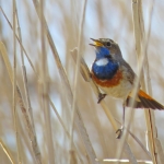 BLAUWBORST BLAUWBORST