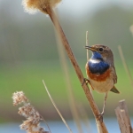 BLAUWBORST BLAUWBORST